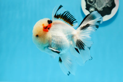 Mâle Oranda tricolore à grosse tête de catégorie A 4,5 pouces #0726OR_05