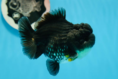 AAA Grade Fluffy Wen Blue Kirin Yuanbao 4.5 Inches #1006YB_06