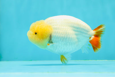 🍋 Lemonhead Lionchu Female 4.5 inches #0405LC_09