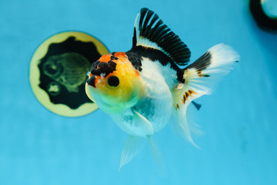 Adorable Tricolor Button Eyes Oranda Female 5 inches #080825OR_13