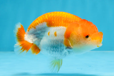 A Grade Red White LionQueen 4 inches #103125LC_20