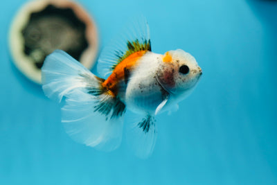 Femelle Oranda Calico de catégorie A 3,5 pouces #0804OR_16