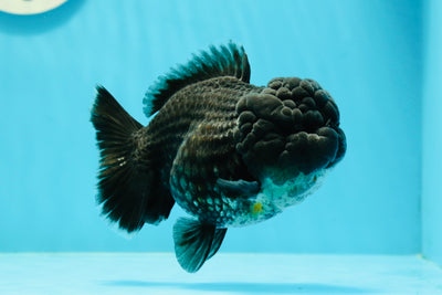 AAA Grade Big Head Black Yuanbao Female 4.5 inches #0209YB_04