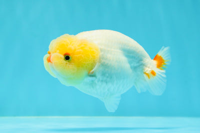 👶 Baby Lipstick Lemonhead Lionchu Female 4 inches #0209LC_20