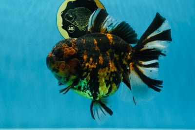 JUMBO BEAST AAA Grade Super Tiger Oranda Female 7 inches #022825OR_01
