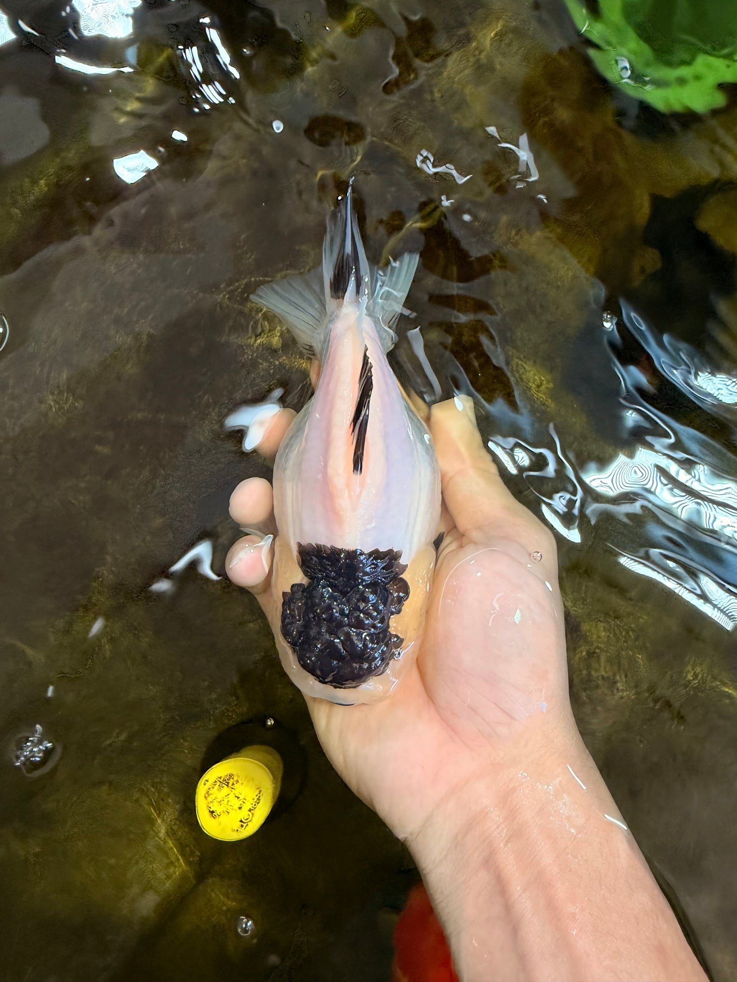 AAA Grade Panda Yuanbao Female 5.5-6 inches #101025YB_23