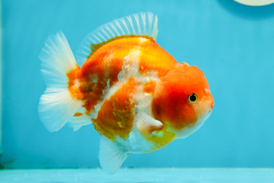 AAA Grade Sakura Yuanbao Male 4.5-5 inches #122923YB_13