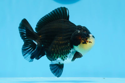 Panda Yuanbao macho de grado AAA de 4,5 pulgadas n.º 0628YB_25