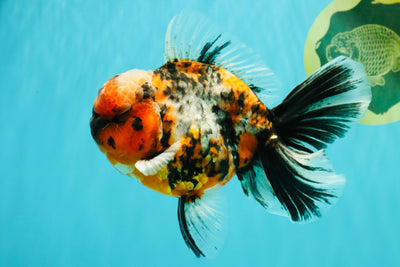 AAA Grade Special Calico Oranda Male 6 inches #062626OR_20