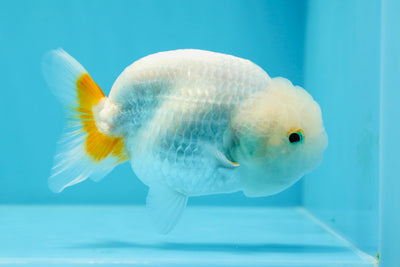 👶 Baby Orange Snow White Lionchu 4 inches #0614LC_15