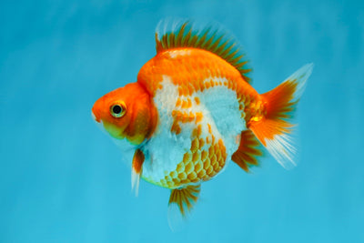 Ryukin macho de joroba alta, rojo y blanco, grado A, 4 pulgadas, n.° 1006RK_08