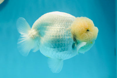 AAA Grade 🍋 Lemonhead Snow White Lipstick Lionking 4-4.5 inches #122923LC_16