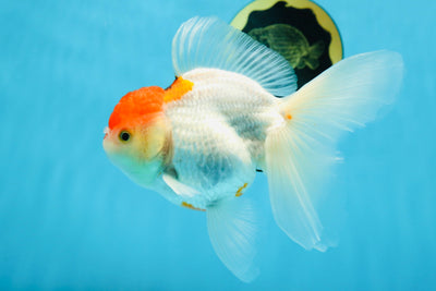A Grade Red White Oranda Female 6 inches #071125OR_06