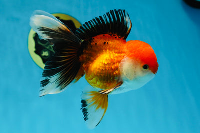 A Grade Chicken Tricolor Oranda Male 4.5-5 inches #021425OR_07