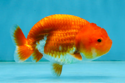 A Grade Red White LionQueen 4 inches #121225LC_09