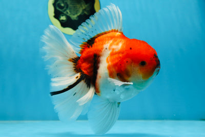 AAA Grade Young Godzilla Sakura Oranda Male 6-6.5 inches #081525OR_08