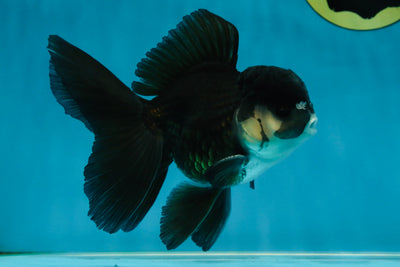 A Grade Panda Oranda Male 5.5 inches #060625OR_15