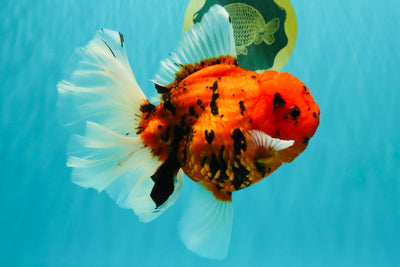 FLUFFY-TAIL AAA Grade Tiger Oranda Female 7-7.5 inches #100226OR_32