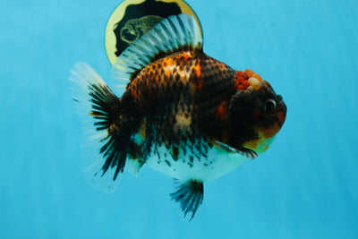 A Grade Godzilla Kirin Yuanbao Female 5.5-6 inches #053025YB_02