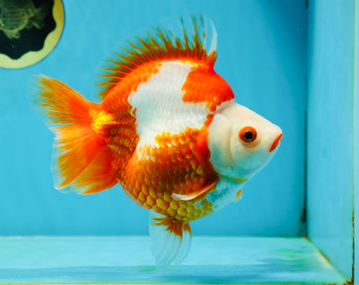 AAA GRADE Red White Ryukin Female 5.5 inches #050925RK_18