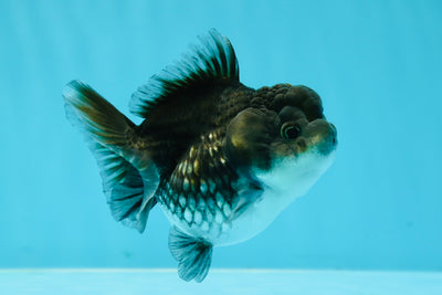 Mini Kirin Yuanbao femelle de qualité AAA 3,5 pouces #1201YB_02