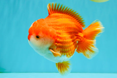 CHONKY AAA Grade Red White Yuanbao Male 5.5-6 inches #050126YB_17