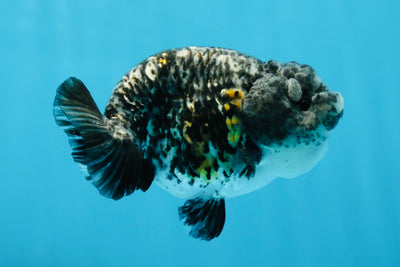 A Grade Chubby White Tiger Blue Base LionQueen 3.5 inches #022125LC_21