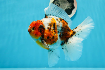 Godzilla Calico Oranda macho de 5 pulgadas, grado A, n.° 1020OR_08