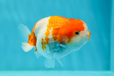 🐣 Nouveau bébé Sakura Pearl Lionchu femelle 3,5 pouces #0223LC_06