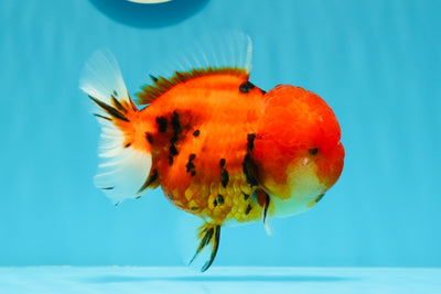 AAA Grade Chunky Tiger Yuanbao Female 5 inches #0503YB_41