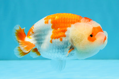 A Grade Red White LionQueen 4.5-5 inches #032726LC_21