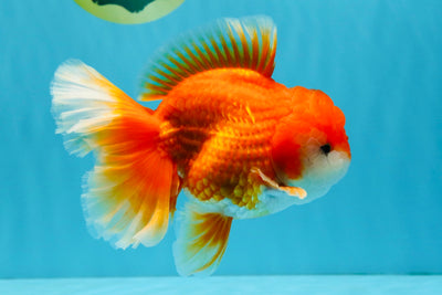 CHUNKY A Grade Red White Oranda Male 6 inches #040326OR_15
