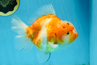 A Grade Sakura Yuanbao Female 6 inches #111425YB_02