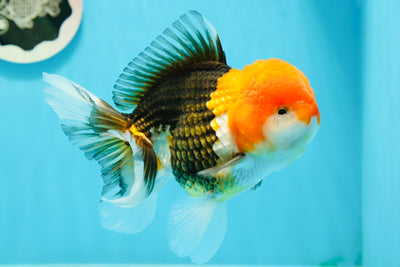 A Grade 🔴 Tricolor Orange Head Oranda Male 5-5.5 inches #0112OR_08