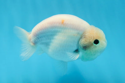 Snow Double Chins White Sakura Button Eyes Lionchu Male 4.5 inches #013125LC_06