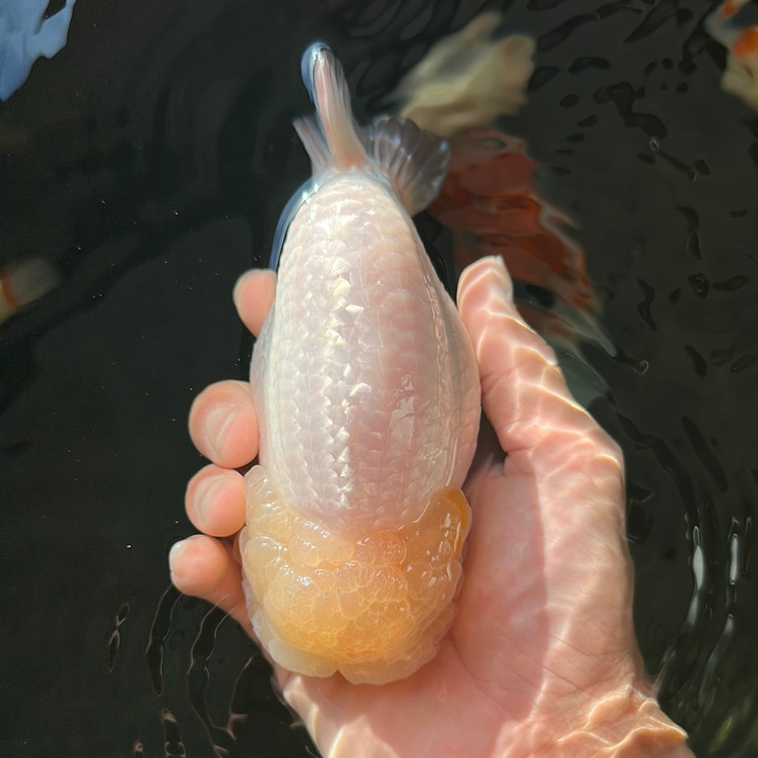 AAA Grade Lemonhead LionKing 5-5.5 inches #0818LC_08