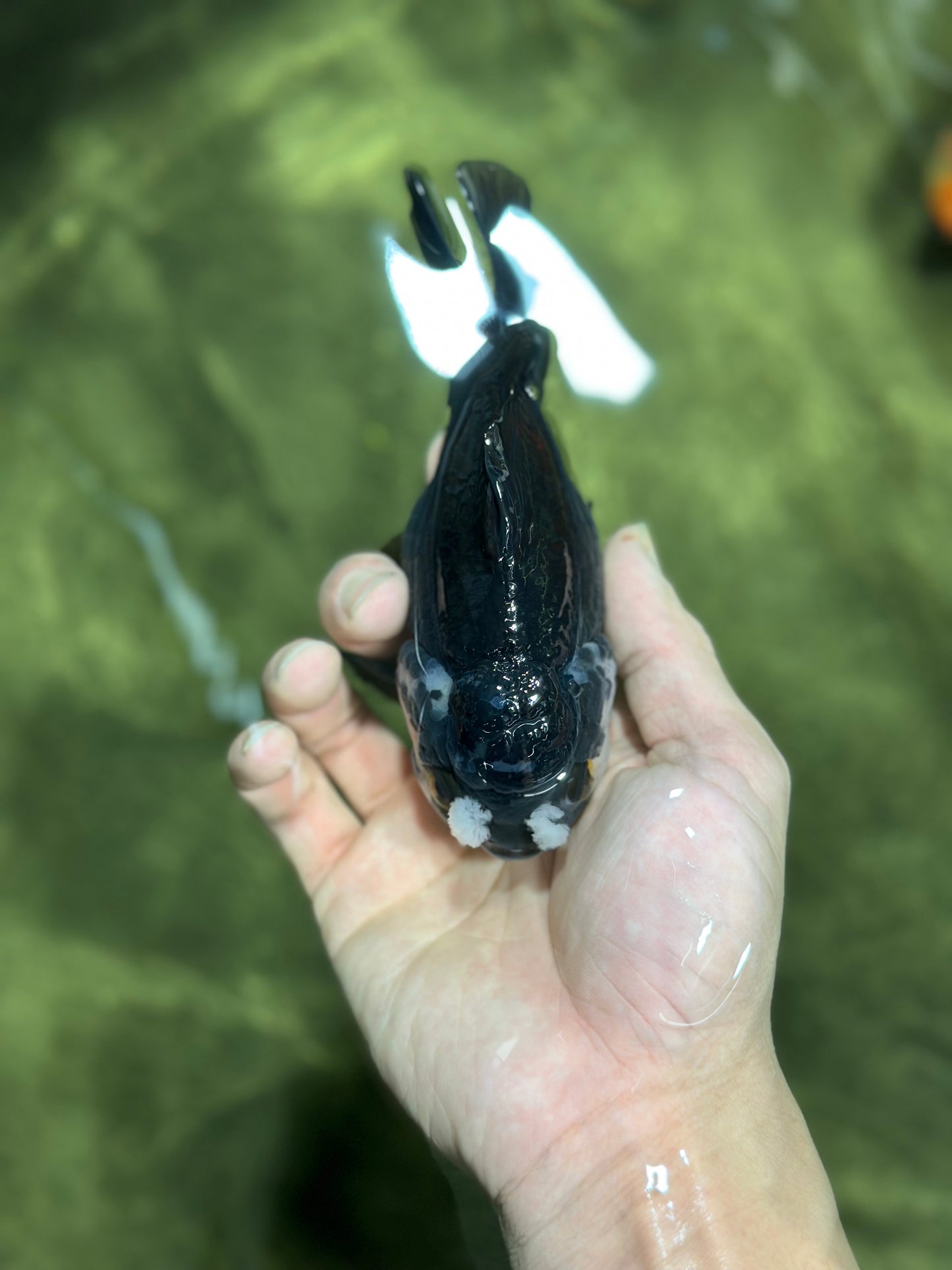 A Grade UNIQUE White Pompoms Black Yuanbao Male 5 inches #122024YB_06