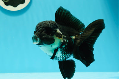 Panda Oranda hembra de cola negra completa, grado A, ÚNICO, 5-5,5 pulgadas, n.° 0531OR_13