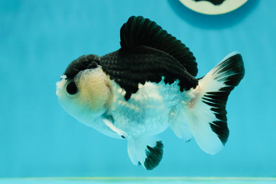 A Grade Pompom Panda Button Eyes Yuanbao Male 4.5 inches #112224YB_30