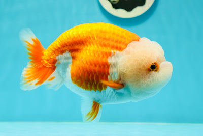 A Grade Chicken Red White LionQueen 6 inches #0329LC_20