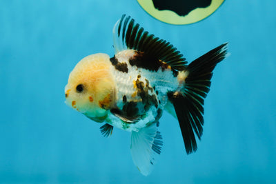 A Grade Tricolor Oranda Male 4 inches #013125OR_28