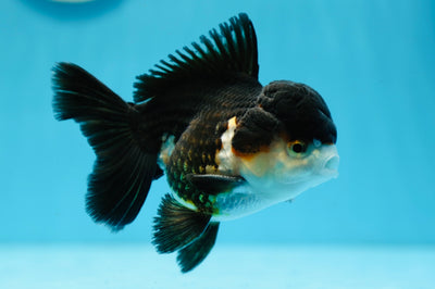 AAA Grade Panda Oranda Male 4.5 inches #0825OR_09