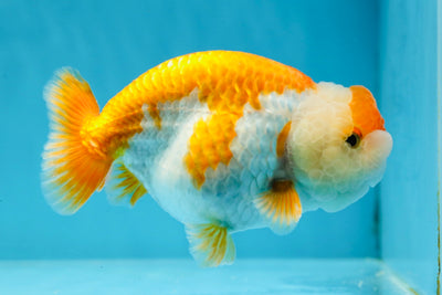 A Grade Mac & Cheese Orange White LionKing 4-4.5 inches #032125LC_21