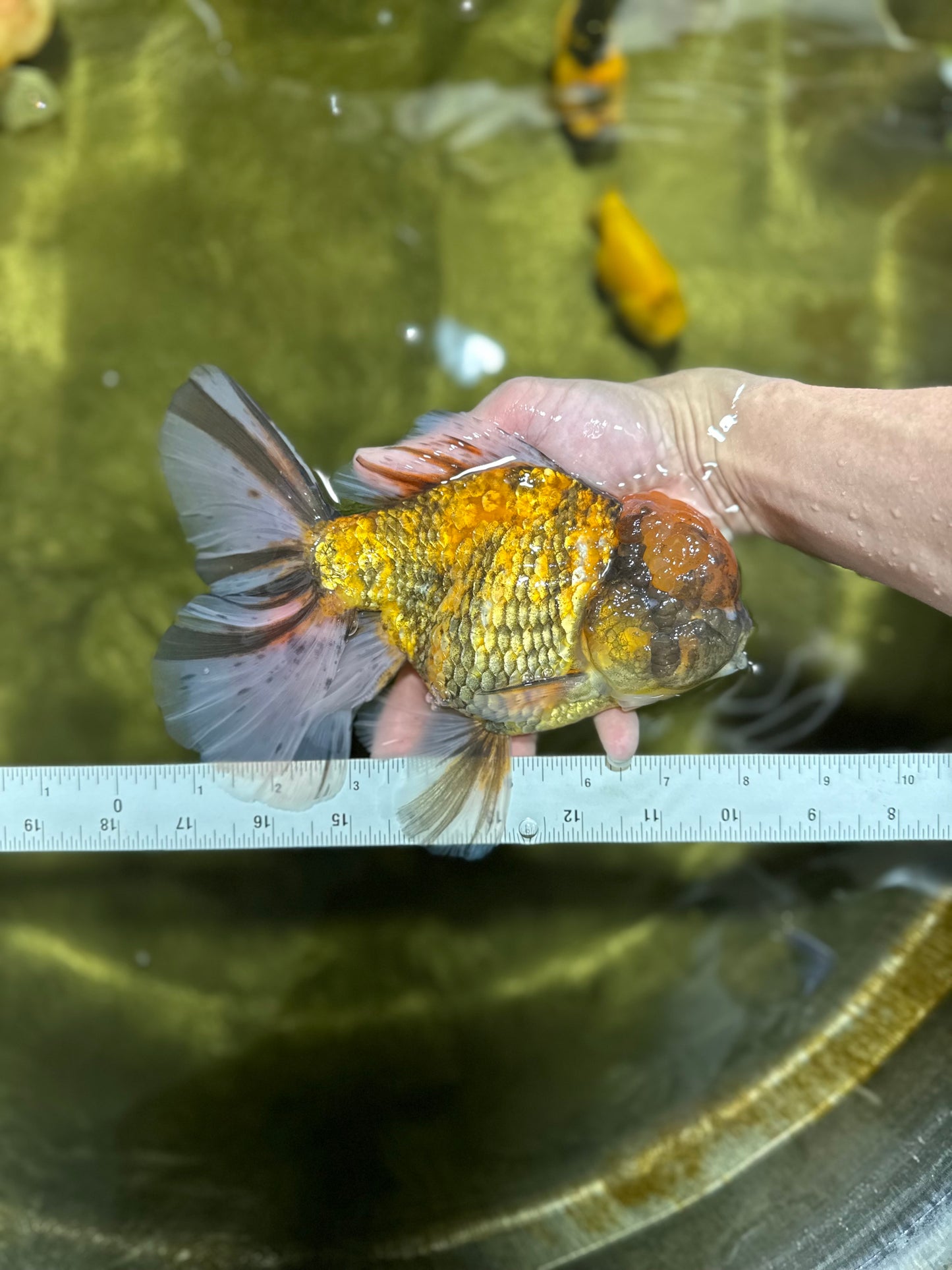 BIG FLUFFY A Grade Tiger Oranda Male 7.5-8 inches #032825OR_02