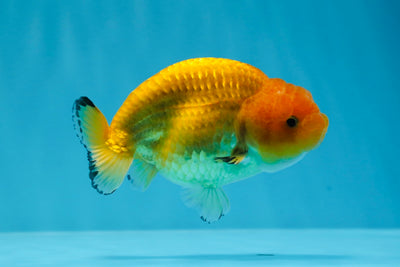 Macho joven Golden Ranchu de grado AAA de 3,5 a 4 pulgadas n.° 0719RC_09