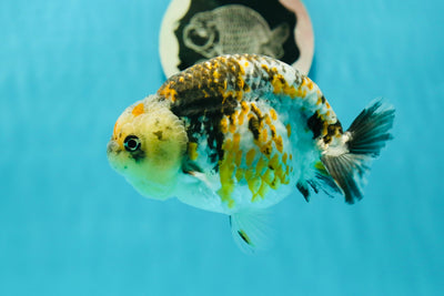 AAA Grade Special High Back Tricolor LionKing 4.5 inches #0329LC_13