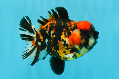 Tiger Yuanbao Male 4.5-5 inches #022726YB_06