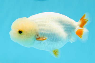 New ✨ Cute Lemonhead Red White Lipstick Lionchu Female 4.5 inches #0426LC_09