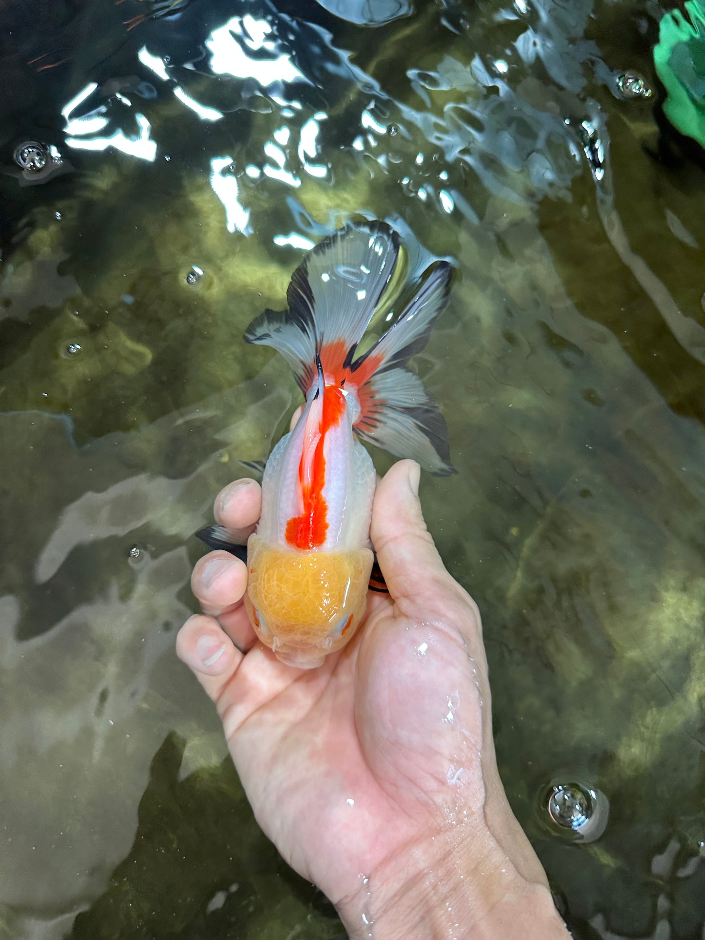ADRORABLE Lemonhead Oranda Female 5-5.5 inches #091225OR_18