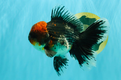 AAA Grade Red Head Kirin Oranda Male 6-6.5 inches #070326OR_27